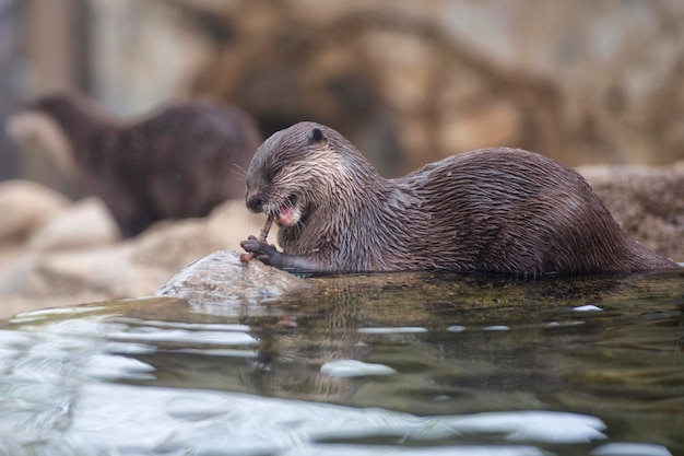 Otter portrait