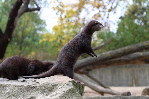 Foto lontra su una roccia