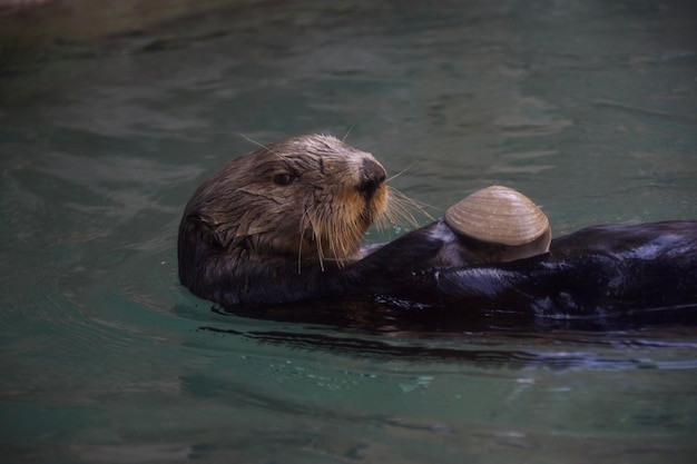 湖で泳ぐウッター