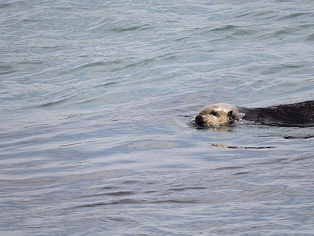 Photo otter swimming