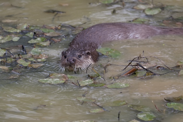 カワウソ水泳