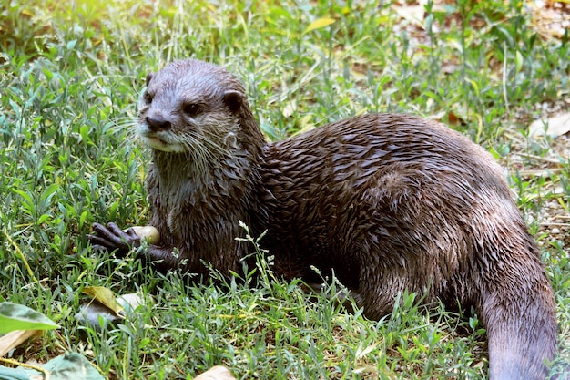 Otter zit in het gras met een kiezel in de hand