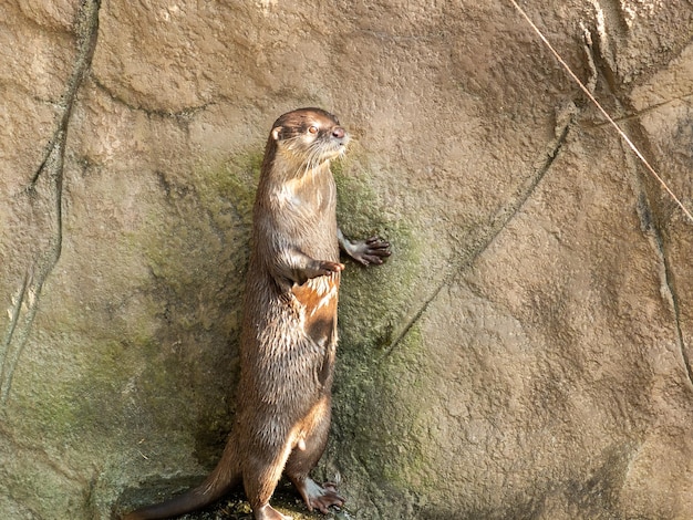 動物園のカワウソ