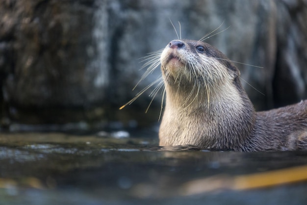 Foto otter zwemmen in de vijver