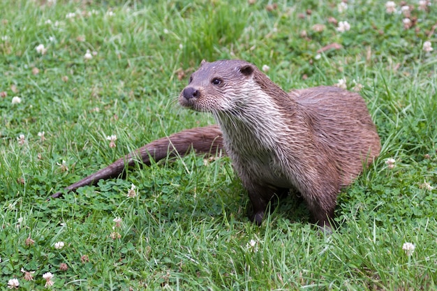 カワウソ