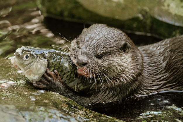 Photo otters are playing and eating