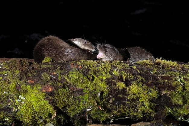 Otters fighting over the remains of a fish in a mountain river in the early evening