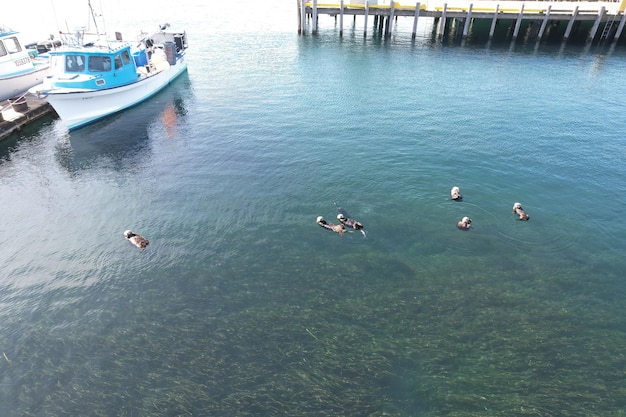 Otters from the air