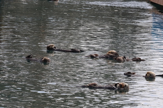 Otters in de oceaan