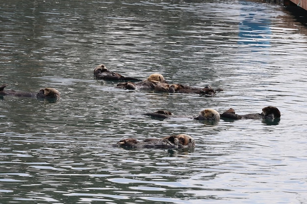 Otters in the ocean