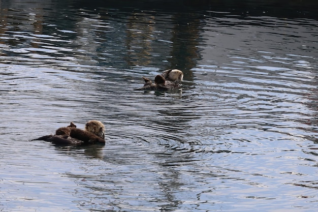 Otters in the ocean