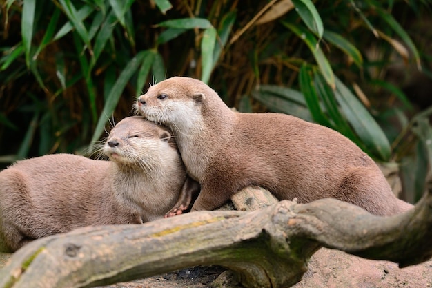 Otters on rock