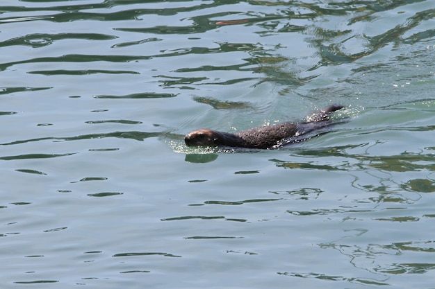 Otters