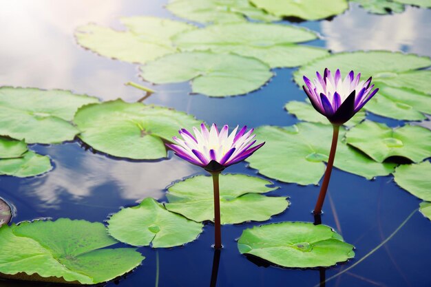 Otus water lily bloomiing on pond surface