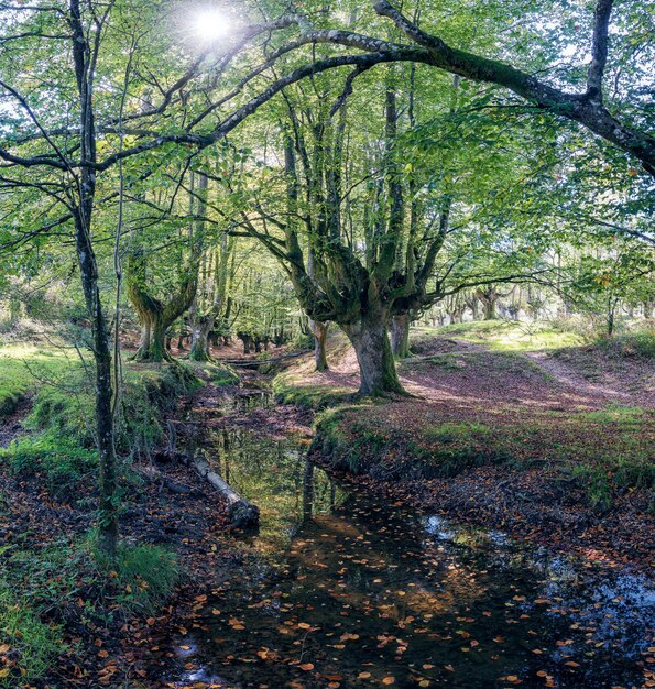 Foto foresta di faggi di otzarreta paesi baschi spagna