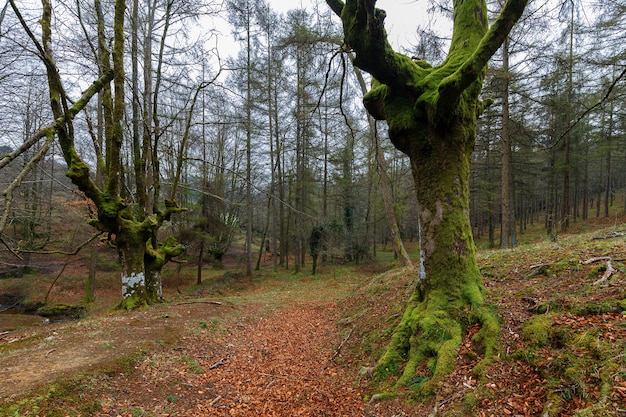 Otzarreta 너도밤 나무 숲. Gorbea 자연 공원. 스페인.