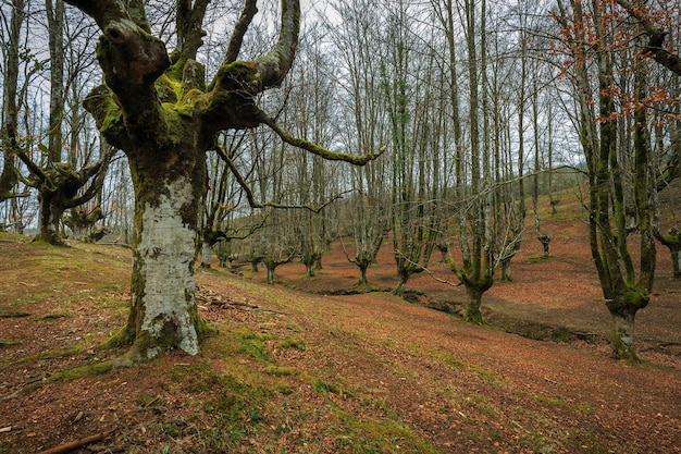 Otzarreta 너도밤나무 숲 Gorbea 자연 공원 스페인