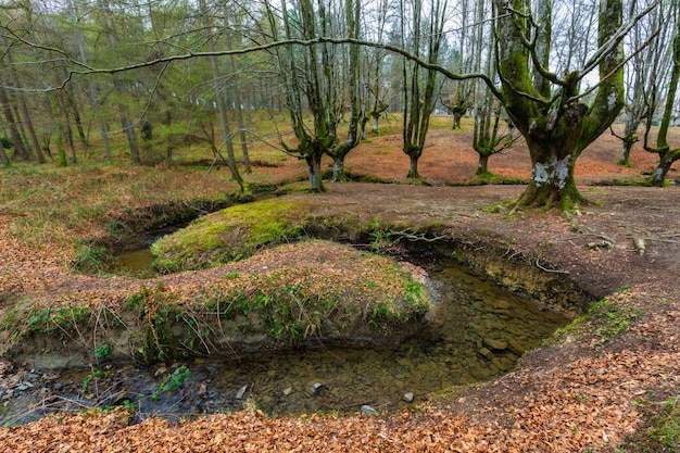 Otzarreta 너도밤 나무 숲. Gorbea 자연 공원. 스페인.