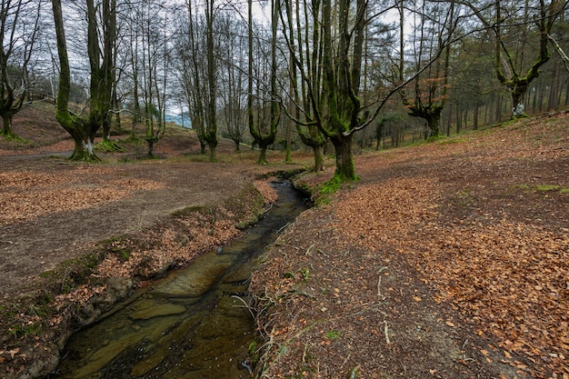 Otzarreta Beukenbos Gorbea Natuurpark Spanje