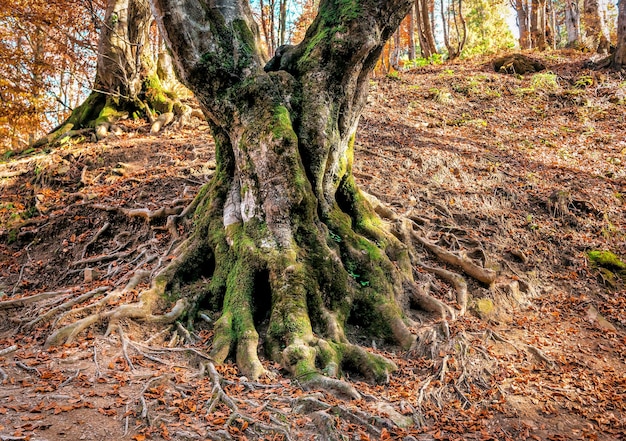 Oud boomwortelsysteem in het bos