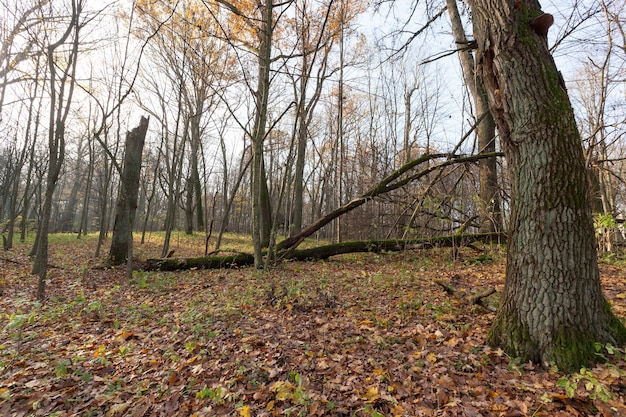 Oud bos in het de herfstseizoen