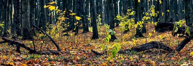 Oud bos met omgevallen bomen in de herfst. panorama