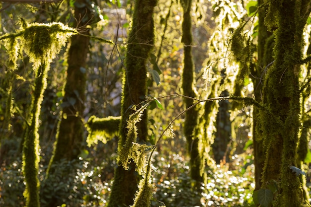 Oud bos op mosachtergrond