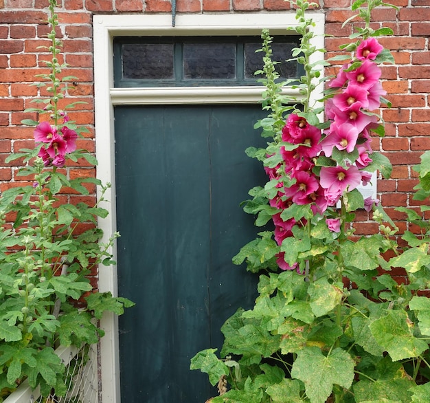 Oud dorp in Noord-Holland Ramen en heldere bloemen textuur muren van huizen