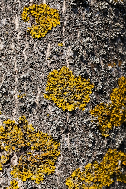 Oud droog korstmos geel op de oppervlakte close-up van het korstmos