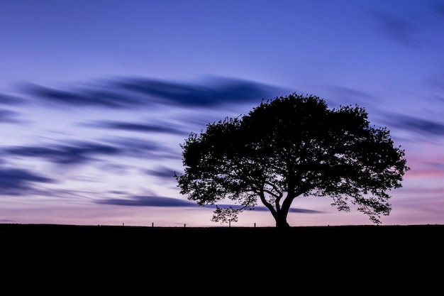 Oud eikenboomsilhouet bij kleurrijk zonsondergangblauw uur met bewolkte Hemel in het Eifel nationaal park Duitsland