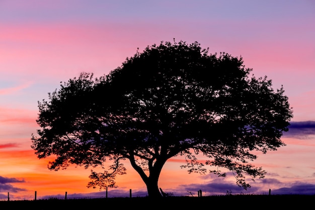 Oud eikenboomsilhouet op een heuvel bij een kleurrijk zonsondergangblauw uur in de zomer