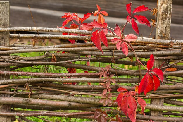 Oud houten blik van takken verstrengeld met druiven met rode herfstbladeren3