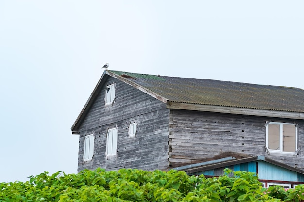 Oud houten huis in een kustplaatsje met een zeemeeuwnest op het dak