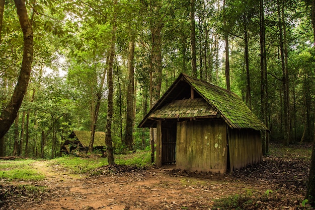 Oud houten huisje in het bos.