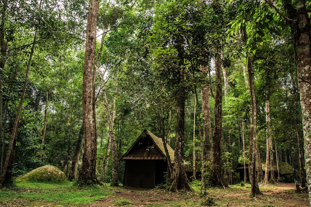 Oud houten plattelandshuisje in het bos