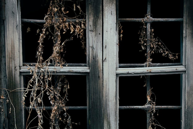 Oud houten raam begroeid met struiken