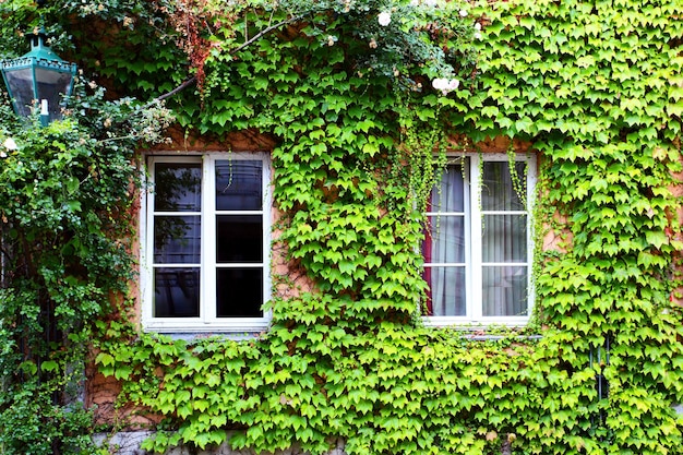 Oud huis met klimop in Duitsland