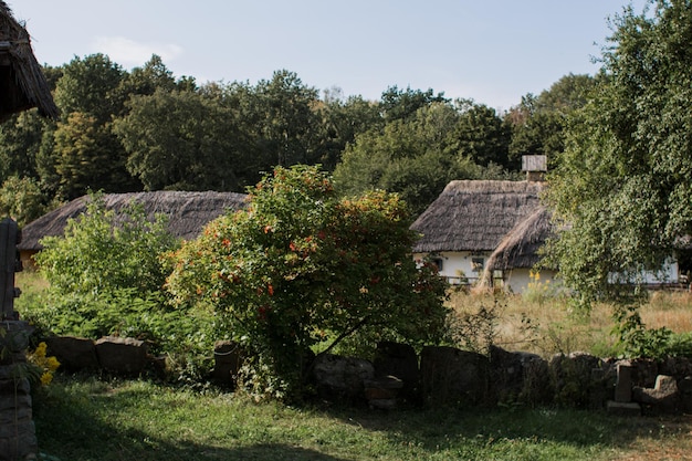 Oud huisje met rieten dak in het bos