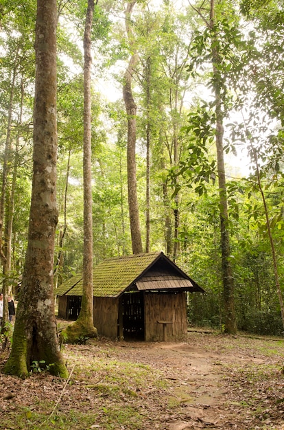 Foto oud huisje, oud houten huis, met mos tussen bomen