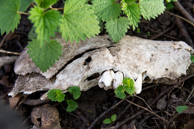 Oud kaakbeen op het groene gras