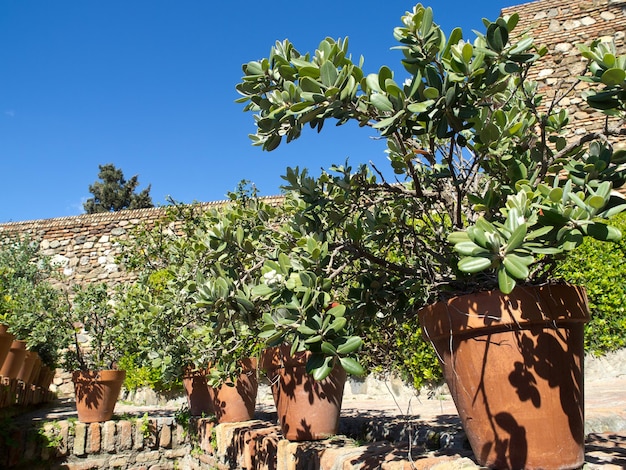 Foto oud kasteel in malaga