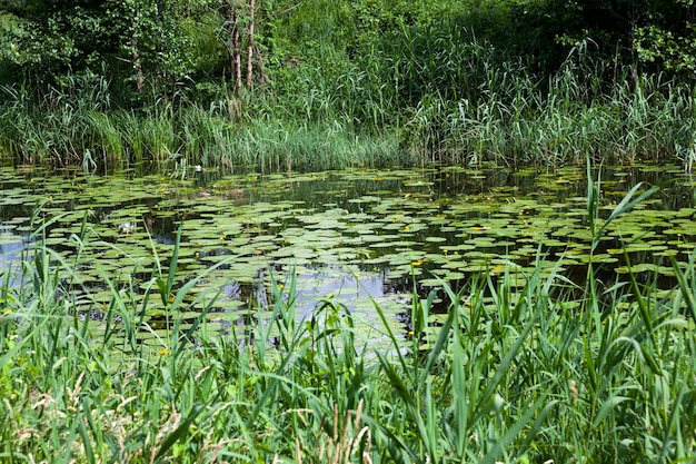 Oud meer met groeiende waterlelies