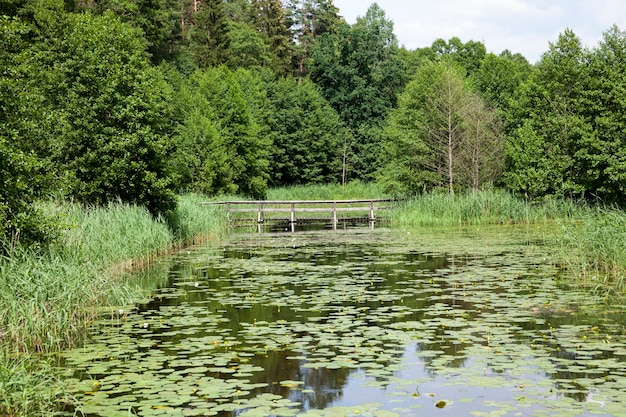 Oud meer met groeiende waterlelies