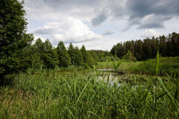 Oud meer met groeiende waterlelies