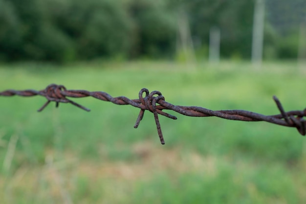 Oud prikkeldraad op een groene achtergrond