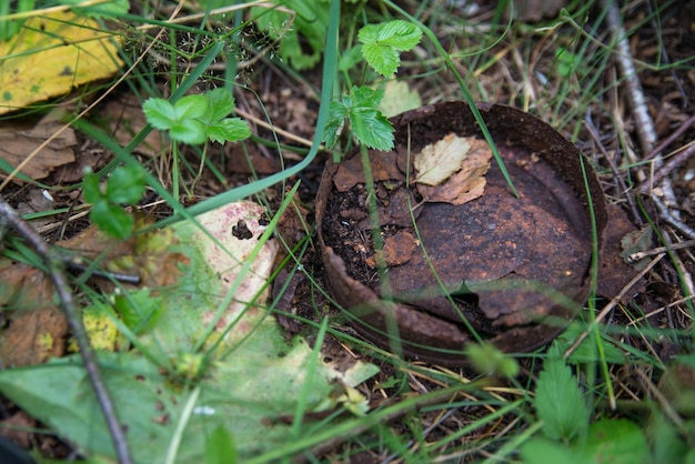 Oud roestig blikje in het groene gras in het bos