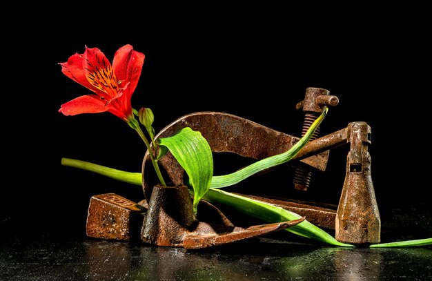 Foto oud roestige metalen gereedschap en rode bloem op een zwarte achtergrond