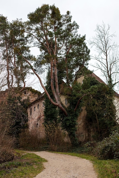 Oud stenen gebouw tussen sombere bomen