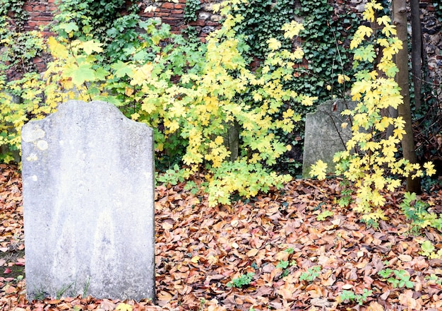 Foto oud vergeten graf en klimopkerkhof