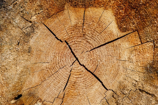 Oude afgezaagde boomstam in bos met scheuren